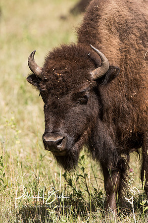 South Dakota 2015 0706