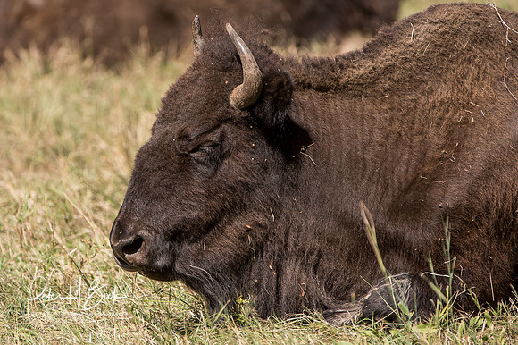South Dakota 2015 0737