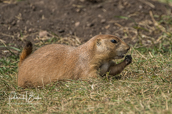 South Dakota 2015 0838