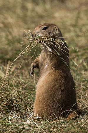 South Dakota 2015 0890