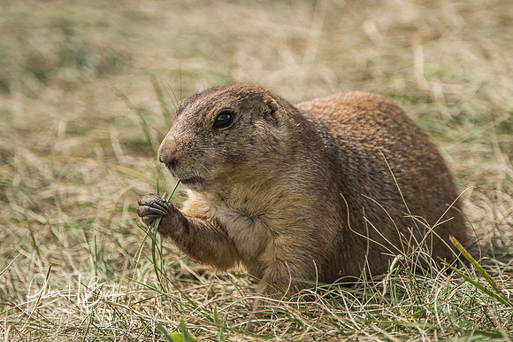 South Dakota 2015 0974