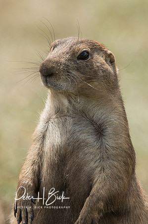 South Dakota 2015 0996