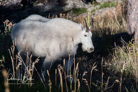 South Dakota 2015 1168