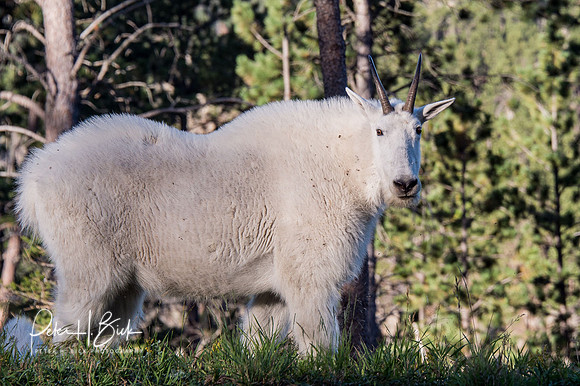 South Dakota 2015 1272