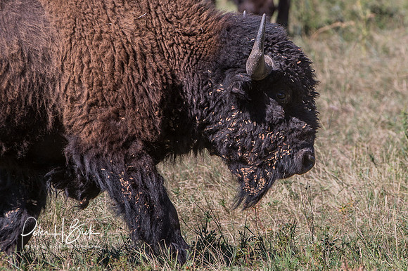South Dakota 2015 1513
