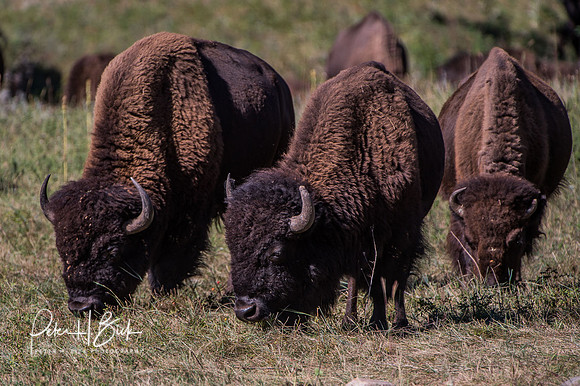 South Dakota 2015 1520