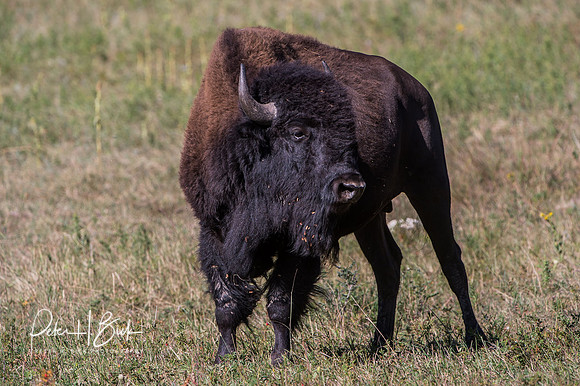 South Dakota 2015 1476