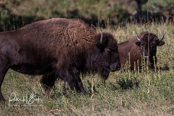 South Dakota 2015 1547