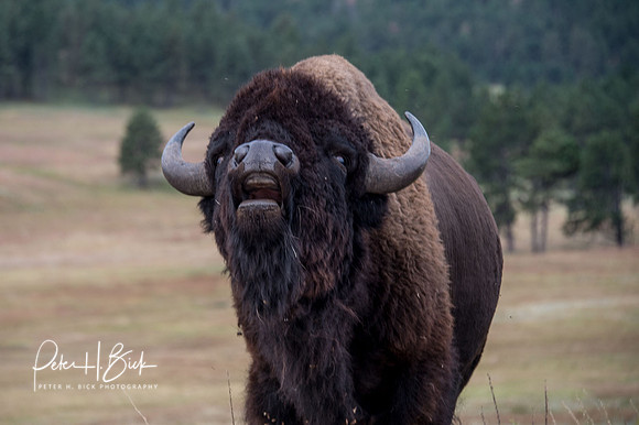 South Dakota 2015 1737