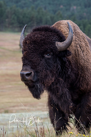 South Dakota 2015 1745