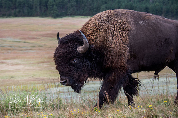 South Dakota 2015 1749