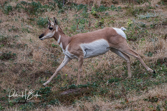 South Dakota 2015 1804