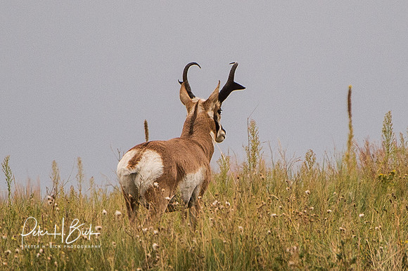 South Dakota 2015 1818