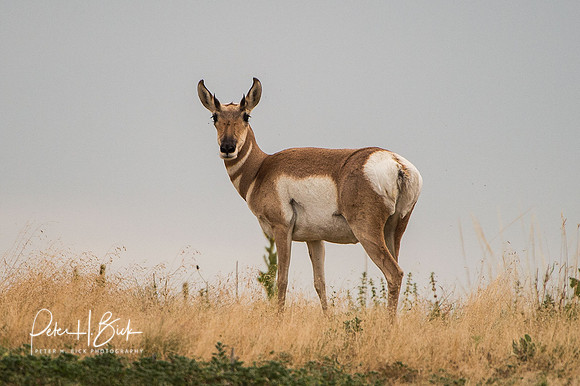South Dakota 2015 1831