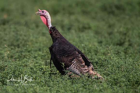 South Dakota 2015 1865