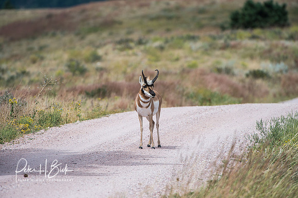 South Dakota 2015 1955