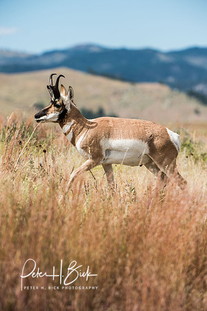 South Dakota 2015 2026