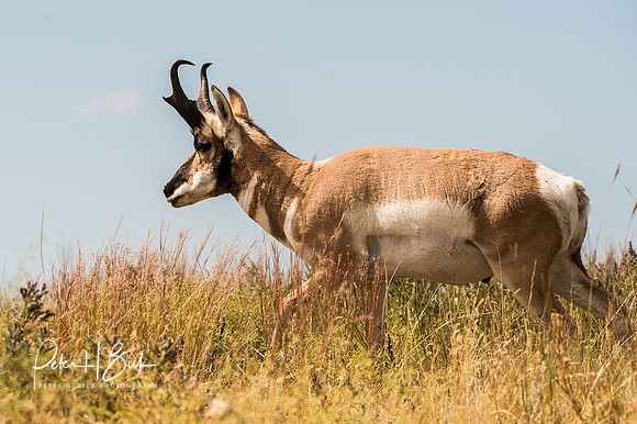 South Dakota 2015 2036