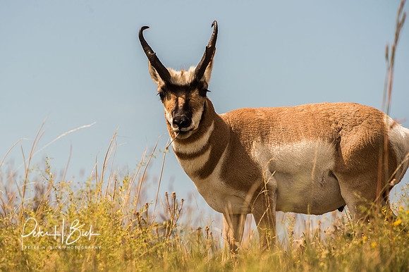South Dakota 2015 2063