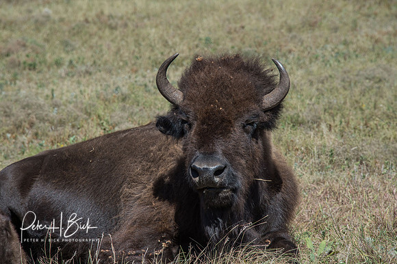 South Dakota 2015 2077