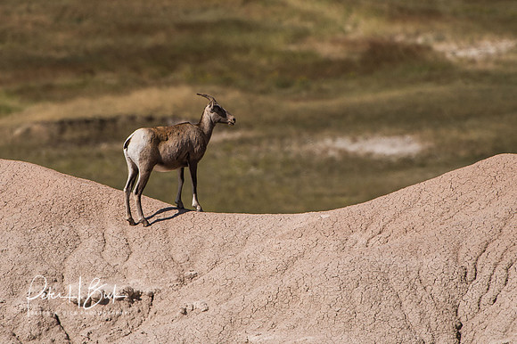 South Dakota 2015 2532
