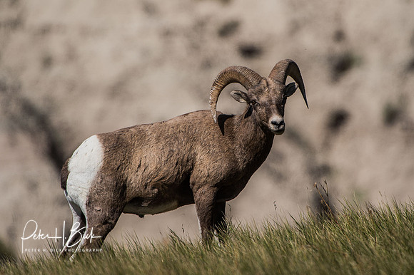 South Dakota 2015 2650