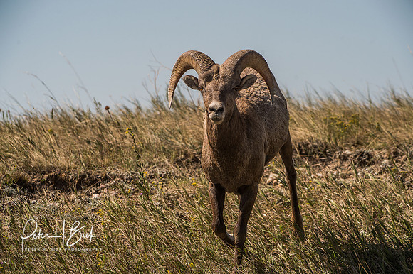 South Dakota 2015 2725