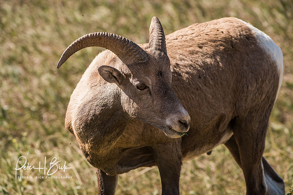 South Dakota 2015 2770