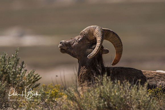 South Dakota 2015 2805