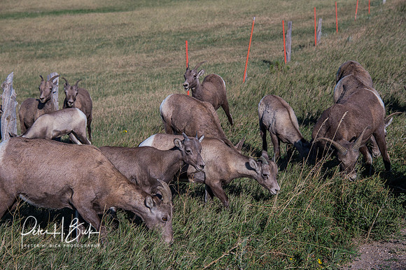 South Dakota 2015 2933