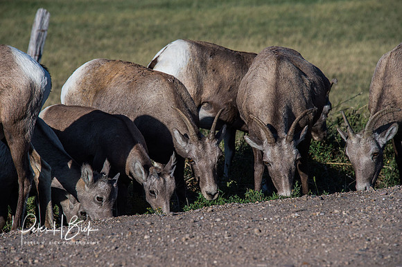 South Dakota 2015 2953