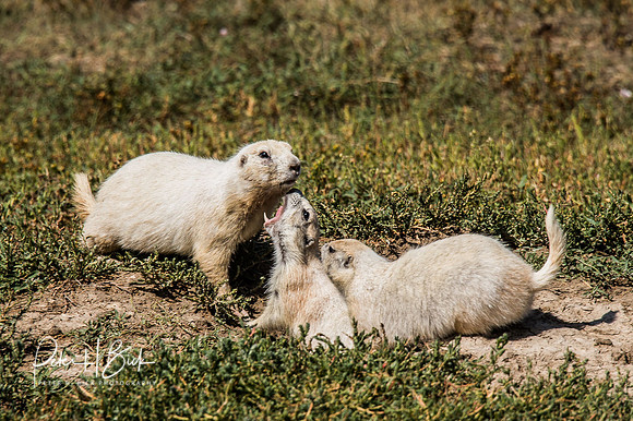 South Dakota 2015 3409