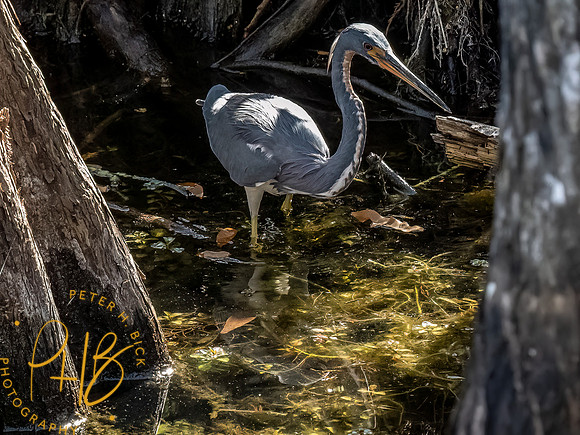 Florida 2023 0057-Edit