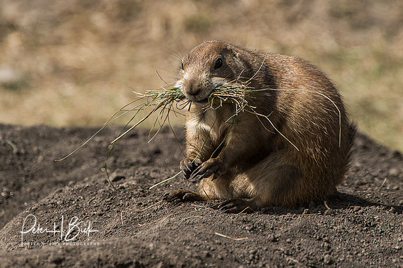 South Dakota 2015 0914
