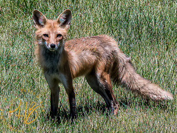 -Indiana Birds and Wildlife 2022 6402-Edit-Edit