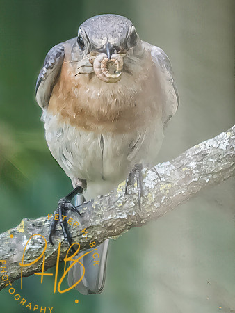 Indiana Birds and Wildlife 2025 8143-Edit-Edit