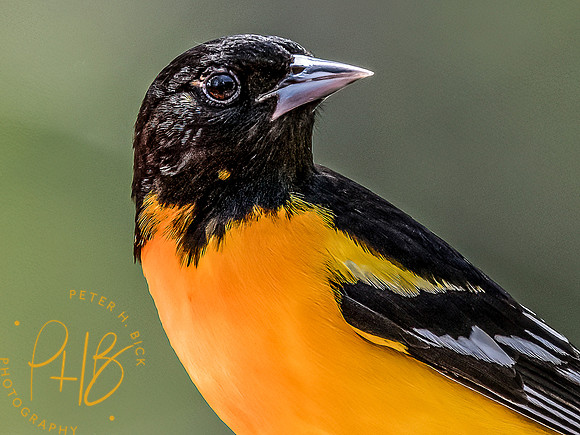 -Indiana Birds and Wildlife 2022 3931-Edit-Edit