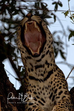 Africa 08 9348