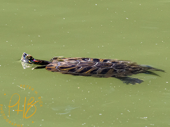-Indiana Birds and Wildlife 2022 6358-Edit-Edit