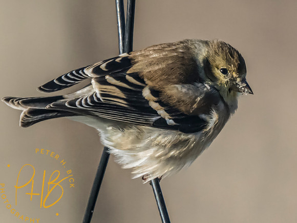 Indiana Birds and Wildlife 2023 0327-Edit