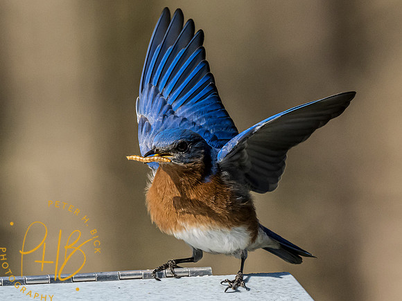 Indiana Birds and Wildlife 2023 1718-Edit