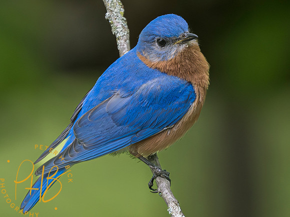Indiana Birds and Wildlife 2023 3458-Enhanced-NR