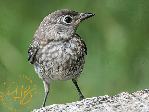 Indiana Birds and Wildlife 2025 8656-Edit-Edit