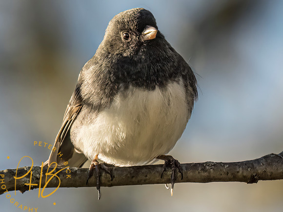 Indiana Birds and Wildlife 2023 0561-Edit