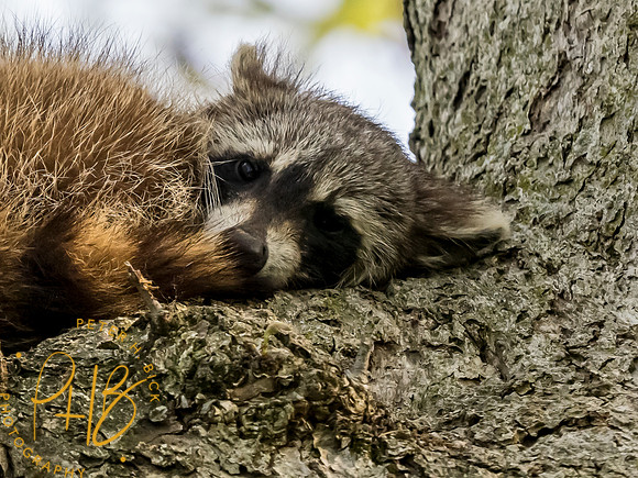 Indiana Birds and Wildlife 2023 3135-Edit