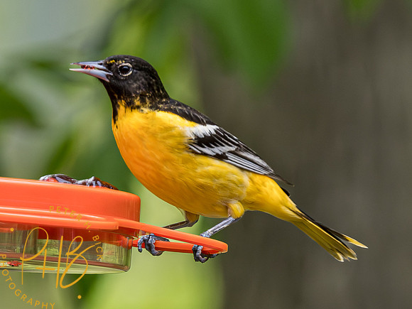 Indiana Birds and Wildlife 2023 3497-Enhanced-NR
