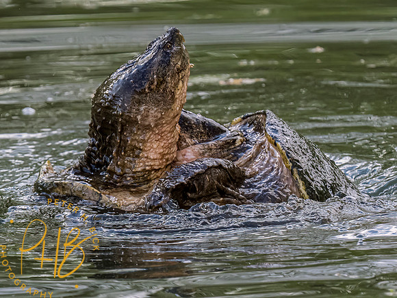 Indiana Birds and Wildlife 2023 3000-Edit