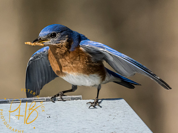 Indiana Birds and Wildlife 2023 1710-Edit