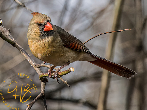 Indiana Birds and Wildlife 2023 0405-Edit