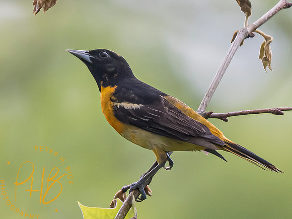 Indiana Birds and Wildlife 2023 3166-Edit